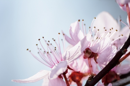 Twig with pink plum blossomsの写真素材
