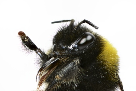 Macro of a bumblebee head on whiteの写真素材