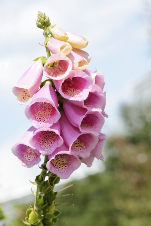 Closeup of a poisonous foxglove flowerの写真素材