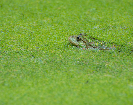 Green frog hidden in duckweedの写真素材