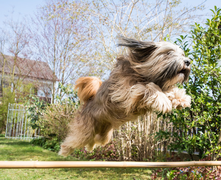 Agility for dogs - Tibetan terrier jumping over a hurdleの写真素材