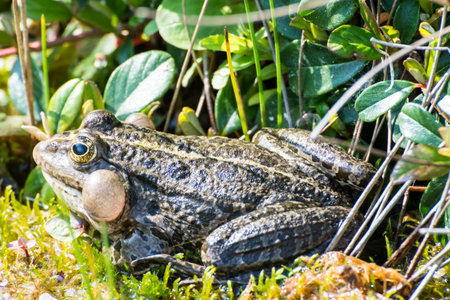 Croaking frog with filled vocal sacs