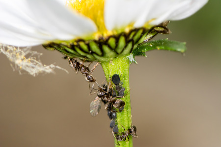 Lice and Ants on the stem of a flowerの写真素材