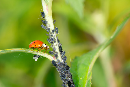 Biological pest control - ladybug eating liceの写真素材