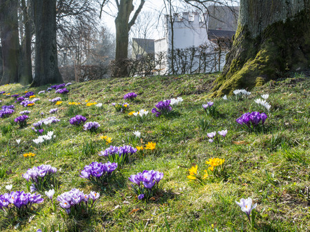 Park in Schrobenhausen (Bavaria) with a lot of spring flowersの写真素材