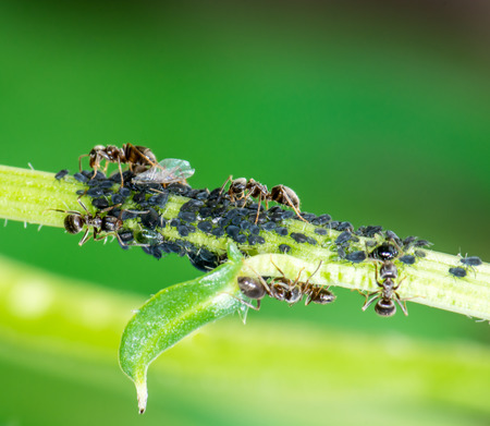 Lice and Ants on the stem of a flowerの写真素材