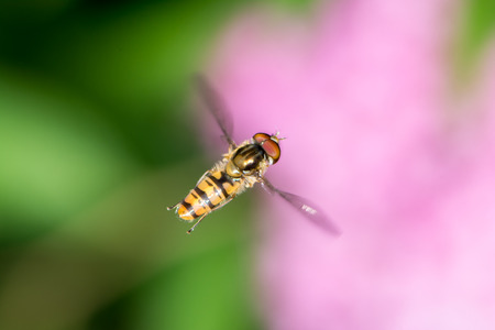 Closeup of a flying hoverflyの写真素材