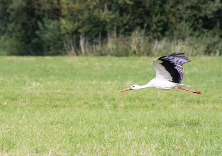 A white stork flying over a meadowの写真素材