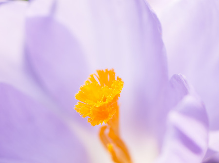 Pistil of a purple crocus blossomの写真素材