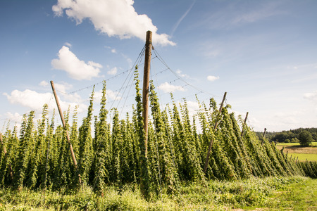 Growing hops in a hop garden in Bavariaの写真素材