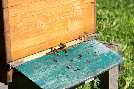 Beekeeping - bees flying to a wooden beeyard.