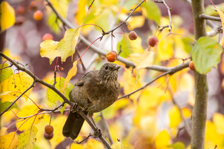A blackbird is sitting on a tree and picking berries.の写真素材