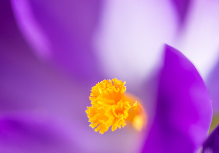Pistil of a purple crocus blossomの写真素材