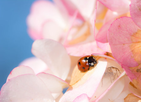 A ladybug is crawling on pink flower blossoms