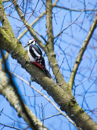 Great spotted woodpecker (Dendrocopos major) perching at the branch of a treeの写真素材