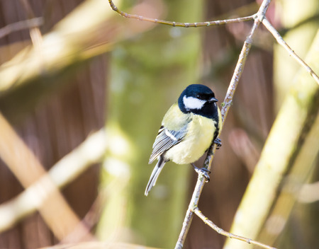 Great tit bird (Parus major) sitting on a twig.の写真素材