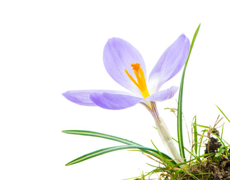 Macro of a isolated purple crocus flower