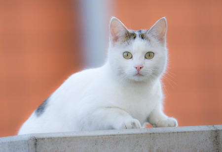 Closeup of a young white catの写真素材