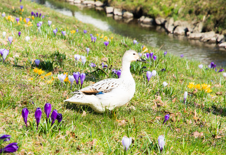 White duch standing in the middle of crocus flowersの写真素材