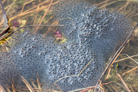 Frog spawn in the water
