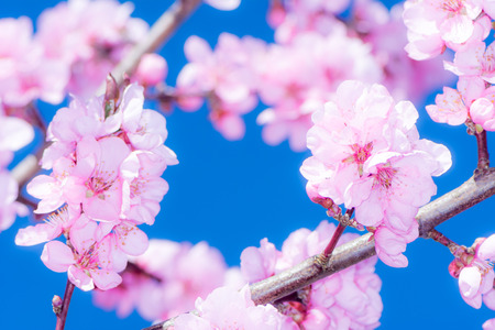 Blossoms of the  Prunus persica 'Spring Glory' peach treeの写真素材
