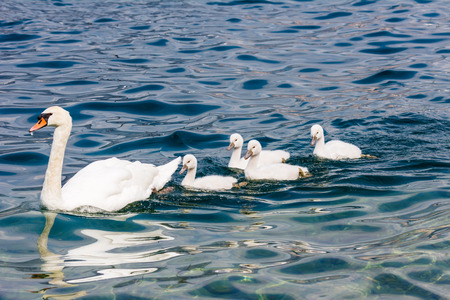 Swan (cygnus olor) family with babiesの写真素材