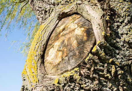 Detail of a weathered tree trunk with a cut branchの写真素材