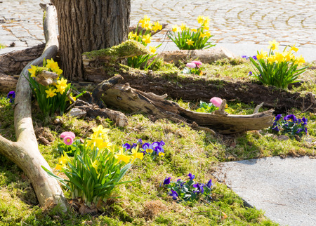 Daffodils and other spring flowers in the parkの写真素材