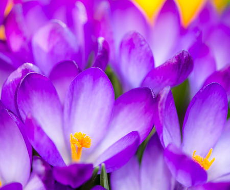 Macro of a group of purple crocus blossomsの写真素材