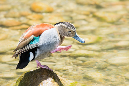 Callonetta leucophrys ( ringed teal duck)の写真素材