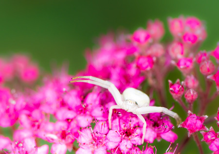 Macro of a white crab spider (Misumena vatia) on a Spiraea japonica flowerの写真素材