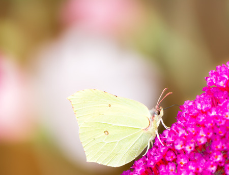 Brimstone butterfly on the blossoms of a buddleia bushの写真素材
