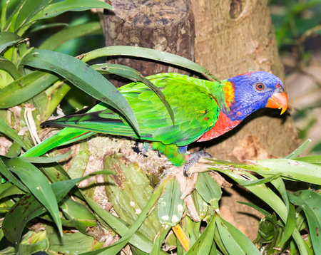 Closeup of a exotic Coconut lorikeet (Trichoglossus haematodus) parrot