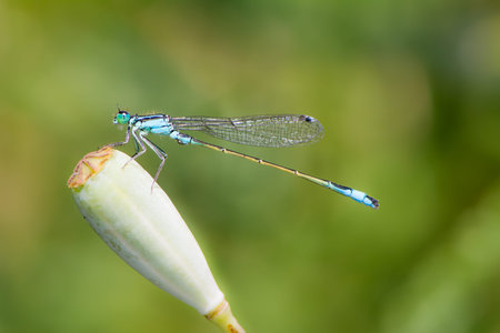 Macro of a common bluetail damselfly (Ischnura heterosticta)の写真素材