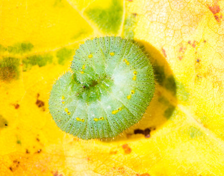 Macro of a green caterpillar of a butterfly
