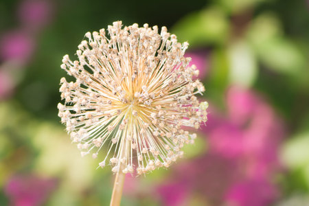 Macro of a faded giant onion flower