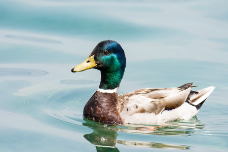 Male wild duck (Anas platyrhynchos) swimming in the waterの写真素材