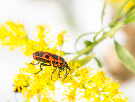 Macro of a firebug (Pyrrhocoris apterus) on a yellow flower