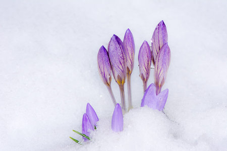 Closeup of Purple crocus flowers in the snow with selective focus
