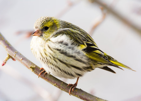 Female black-headed goldfinch (Carduelis spinus) sitting on the branch of a tree