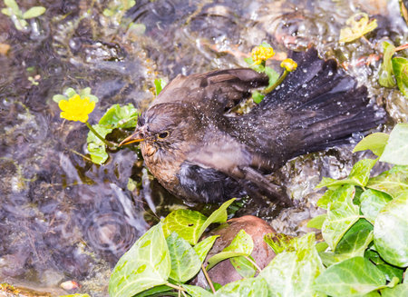 Eurasian blackbird taking a bath in a pondの写真素材