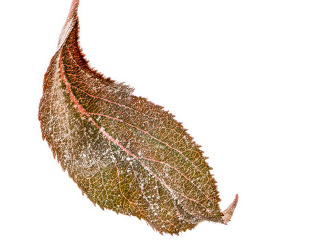 Isolated leaf of an apple tree with powdery mildew (Podosphaera leucotricha), a fungal disease