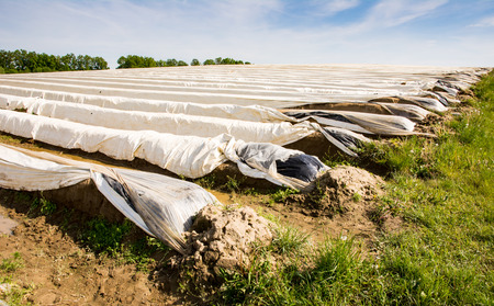 Asparagus field in Bavaria covered with platic foilの写真素材
