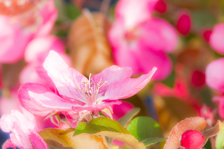 Spring time - flowering apple tree with pink blossoms.の写真素材