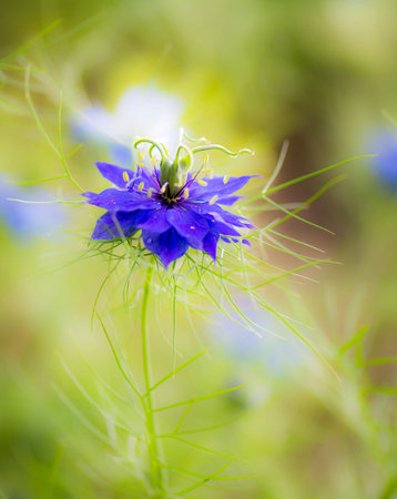 Closeup of a blue nigella flower blossom with shallow depth of fieldの写真素材