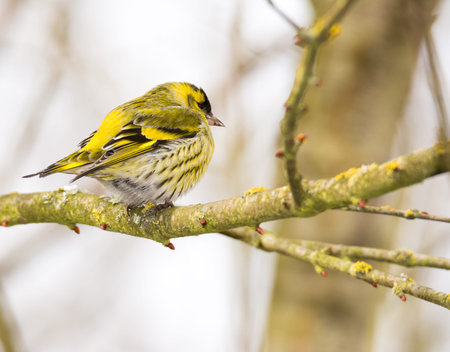 Male black-headed goldfinch (Carduelis spinus) sitting on the branch of a tree