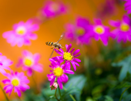 Hoverfly flying to a magenta daisy flower blossom