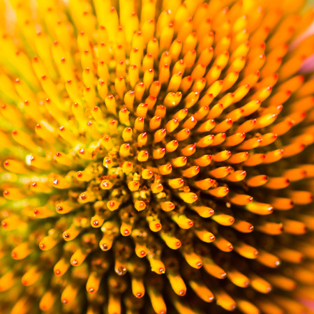 Background of an bstact flower macro of a echinacea blossomの写真素材