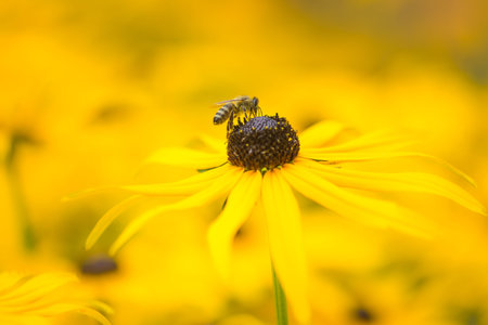 Bee in a flowerbed with yellow echinacea flowers - selective focusの写真素材