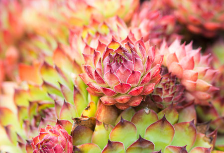 Closeup of a red and green sempervivum flowerの写真素材